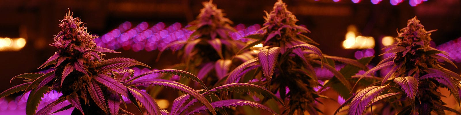 Indoor cannabis plants inside of a licensed, commercial grow in Washington state.