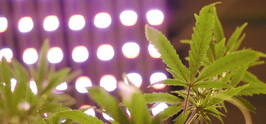 Overhead LED grow lights inside of a commercial cannabis grow op.