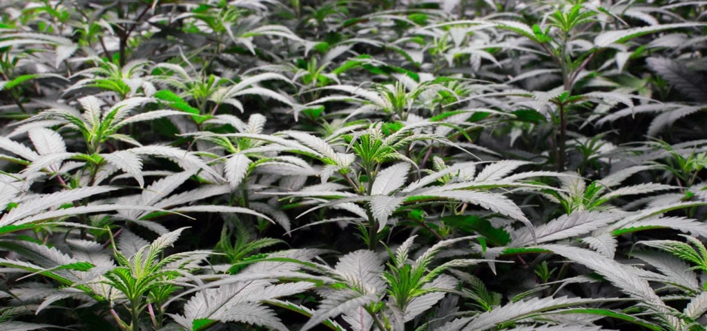 A sea of indoor cannabis plants inside of a licensed, commercial grow facility.