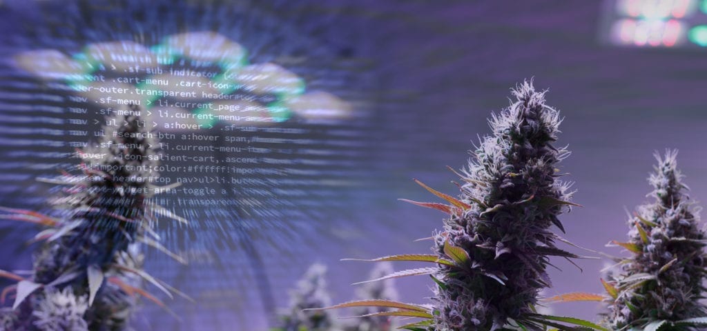 Large cannabis colas inside of an indoor cultivation center in Washington state.