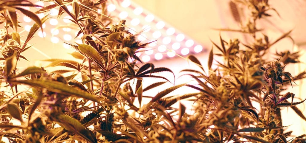 Cannabis plants inside of an indoor, commercial grow operation.