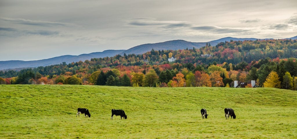 Several cows graze in a Vermont pasture on an Autumn afternoon.