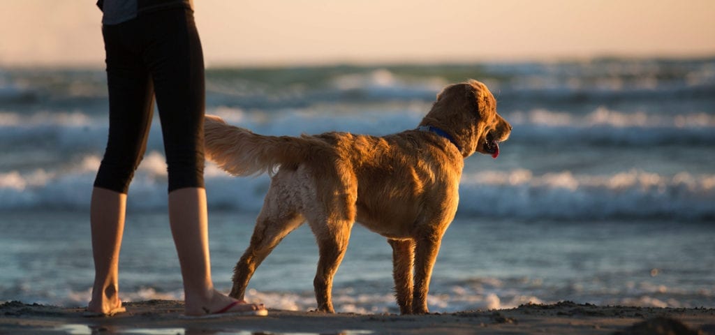 A golden retriever dog on the beach pointing excitedly towards the ocean with his nose.