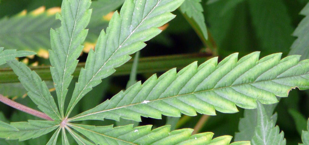 A large, sideways hemp fan leaf.