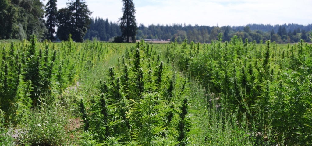 Rows of outdoor cannabis plants photographed at a farm near Portland, Oregon.