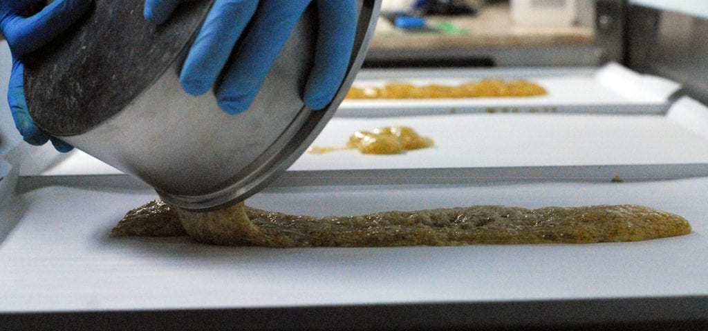 A cannabis worker wearing blue gloves pours concentrate product out of a pot and onto a parchment paper-covered baking sheet.