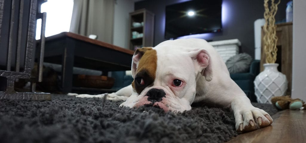 Dog lies face-first on a black shag carpet.