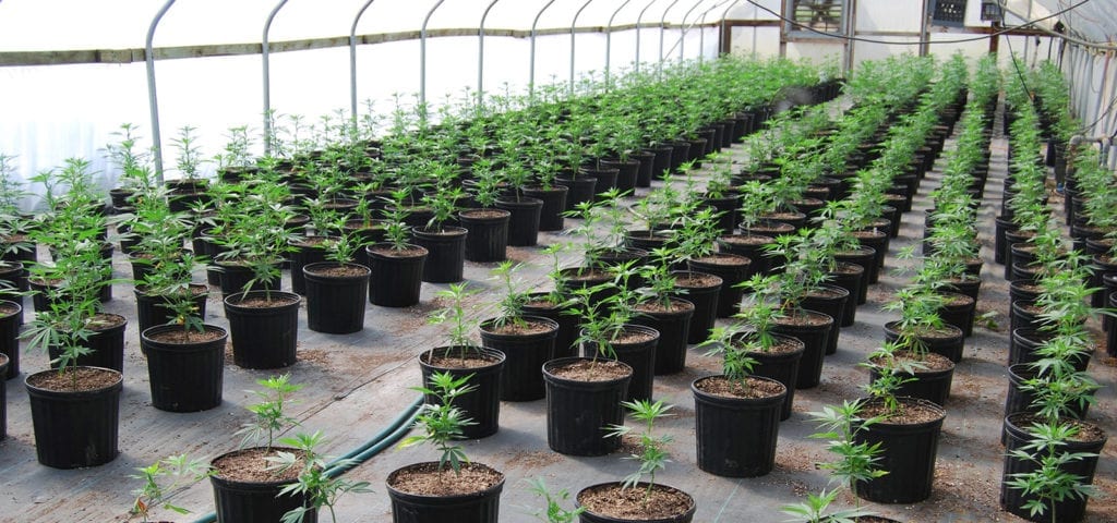 A greenhouse full of CBD-rich cannabis plants located in Oregon.