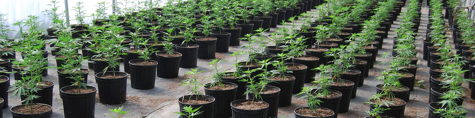 A greenhouse full of CBD-rich cannabis plants located in Oregon.