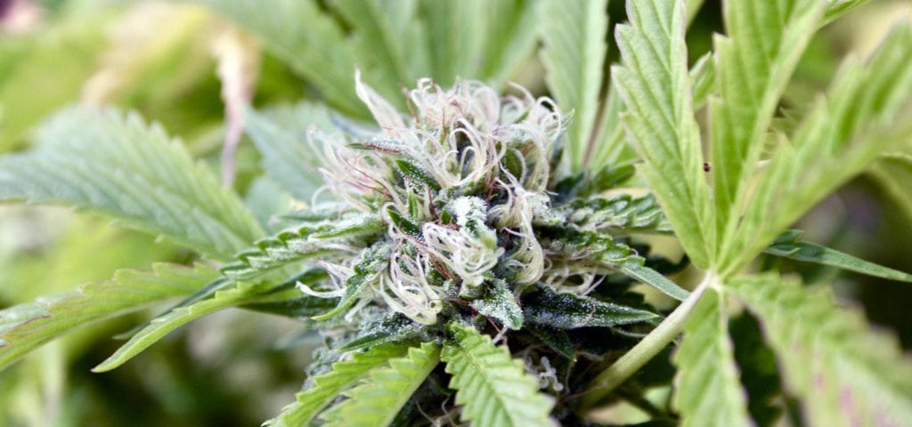 A brightly lit cannabis plant with long, crystal-covered hairs on its cola.