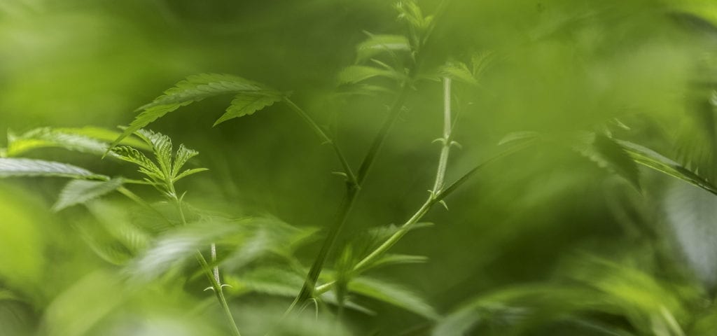 Green, stylized photograph of young cannabis sativa plants.