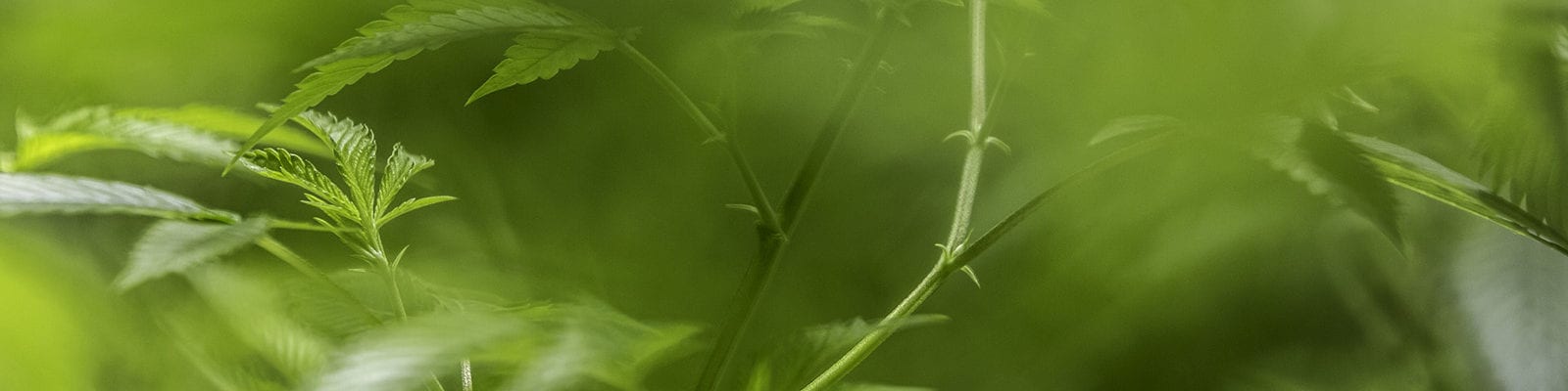 Green, stylized photograph of young cannabis sativa plants.