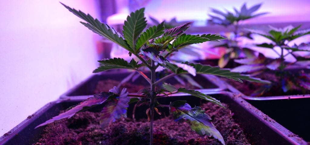 A young cannabis plant rests under the LED grow light of a cannabis patient's grow closet.