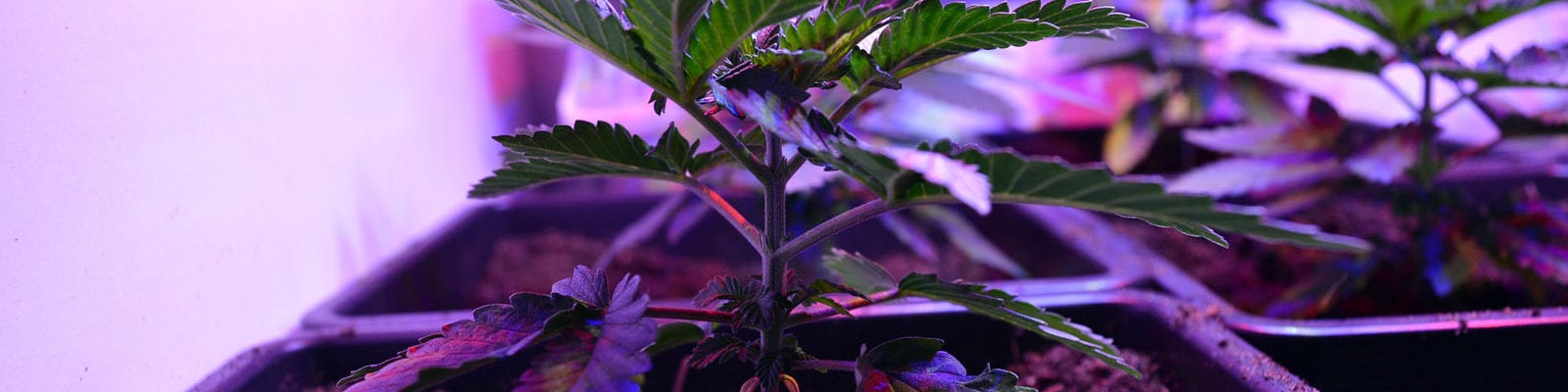 A young cannabis plant rests under the LED grow light of a cannabis patient's grow closet.