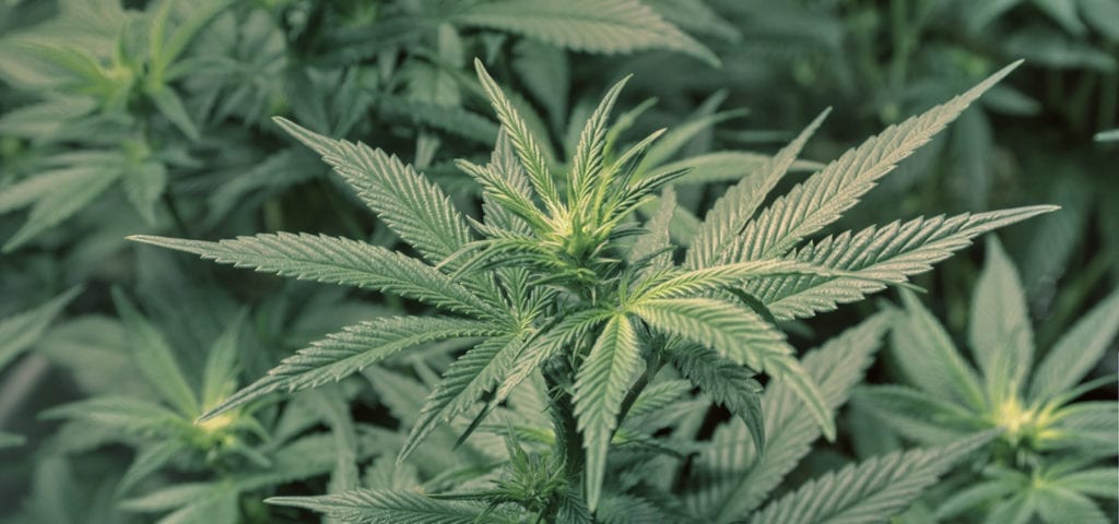 An indoor commercial cannabis grow in Colorado.