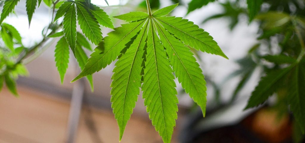 A green cannabis leaf, backlit by the sky, hangs down into the frame of this photograph.