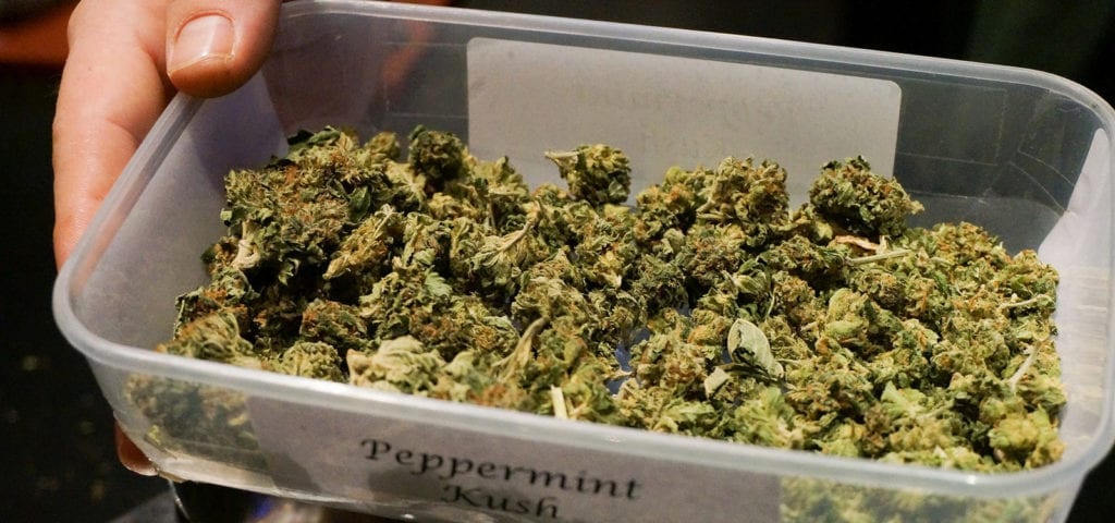 A worker in a dispensary holds out a large tub of cannabis nugs.