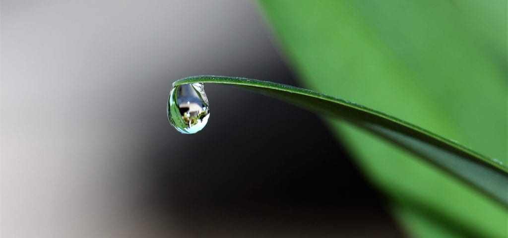 A single droplet of water hangs suspended from the underside of a grass blade.