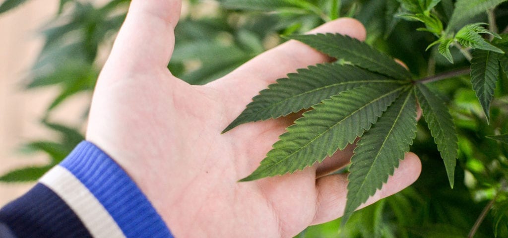 A person lifts up the leaf of a hemp plant in the palm of their hand.