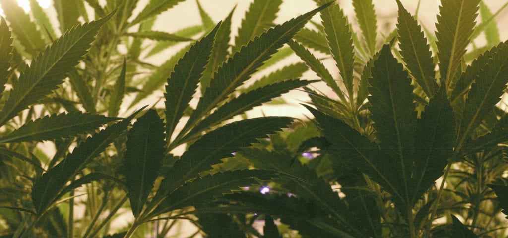 Cannabis fan leaves spread out underneath an indoor grow operation's LED grow lights.