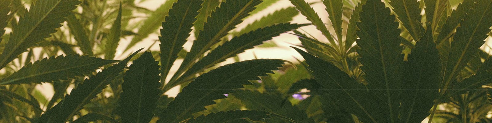 Cannabis fan leaves spread out underneath an indoor grow operation's LED grow lights.
