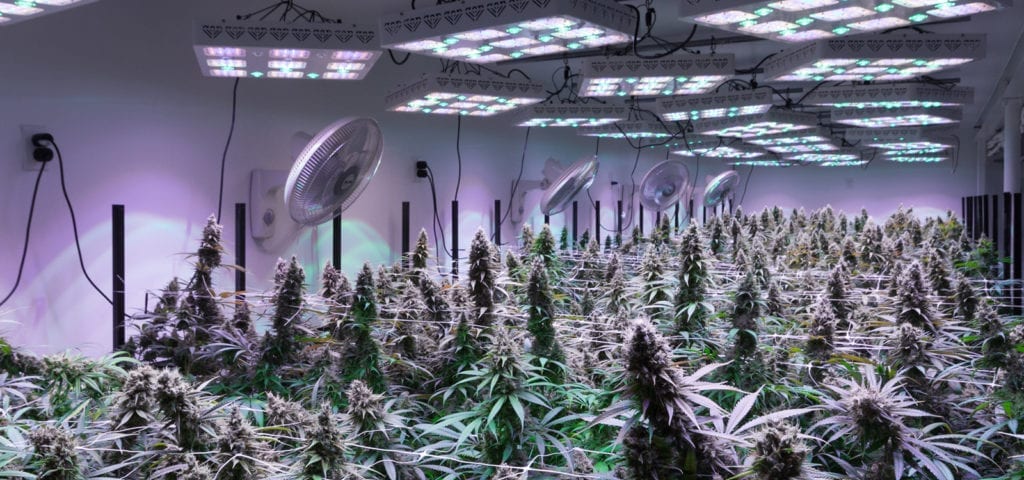 Nearly harvest-able cannabis plants inside of an adult-use, commercial grade grow operation in Washington state.