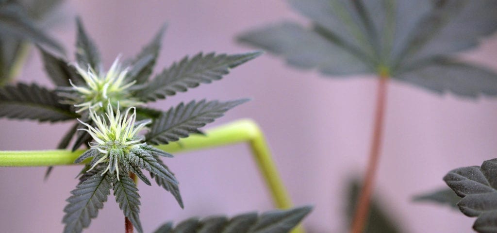 A California cannabis patient's budding plant, raised in an indoor grow closet.