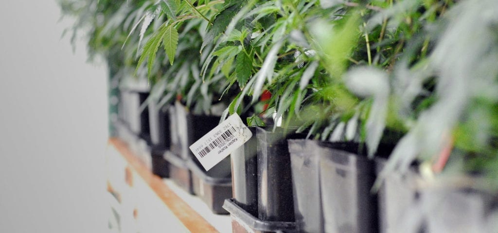 Line of cannabis clones inside of a licensed production facility in Washington.