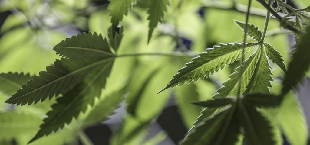 The underside of cannabis leaves in an indoor grow site.