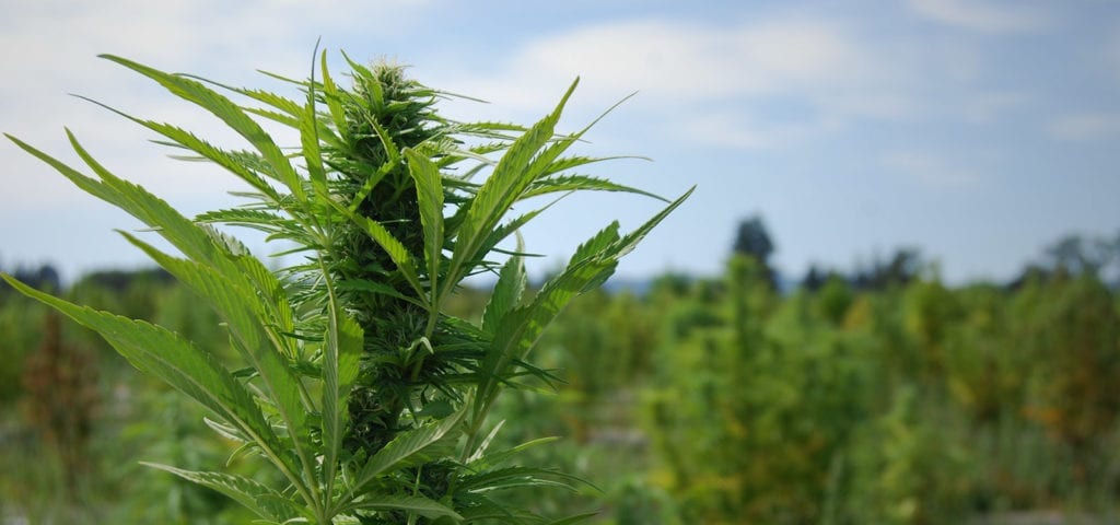 A tall, CBD-rich cannabis plant stands up in an outdoor field.