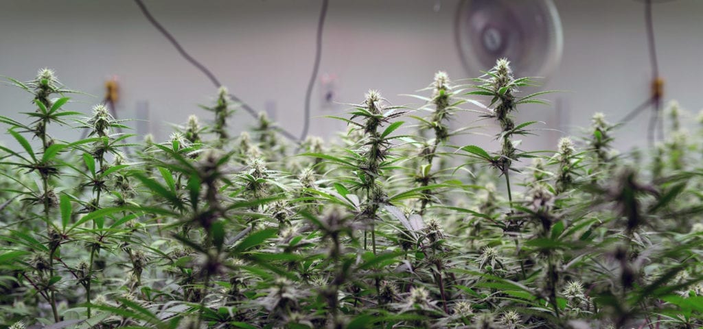 Photo taken from inside the canopy of an indoor recreational cannabis grow site in Bellingham, Washington.