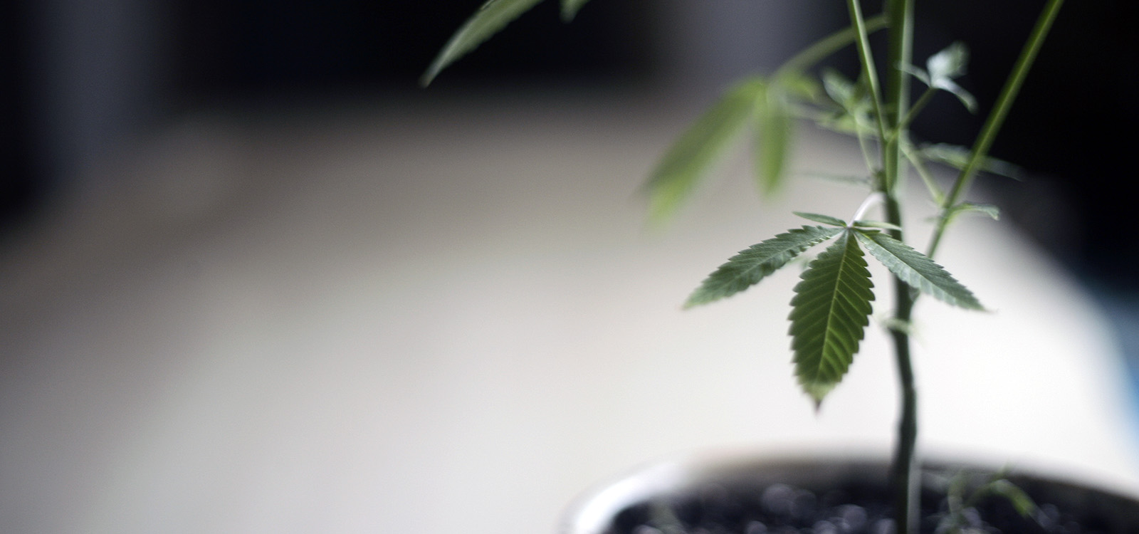 Washington Home Grow Advocates Preparing for 2019 Session Ganjapreneur