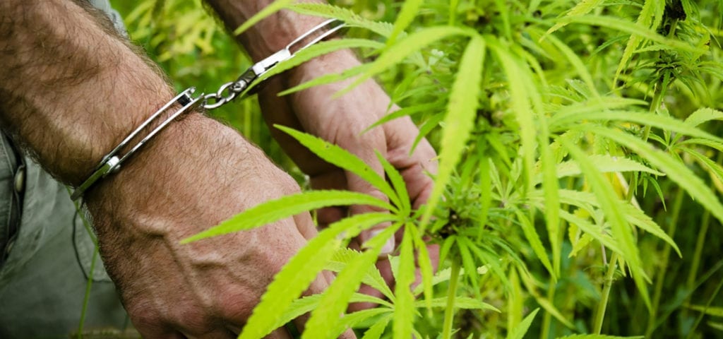 A man wearing handcuffs stands next to a cannabis plant.