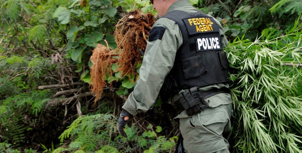 Agent Gathers Illicit Cannabis