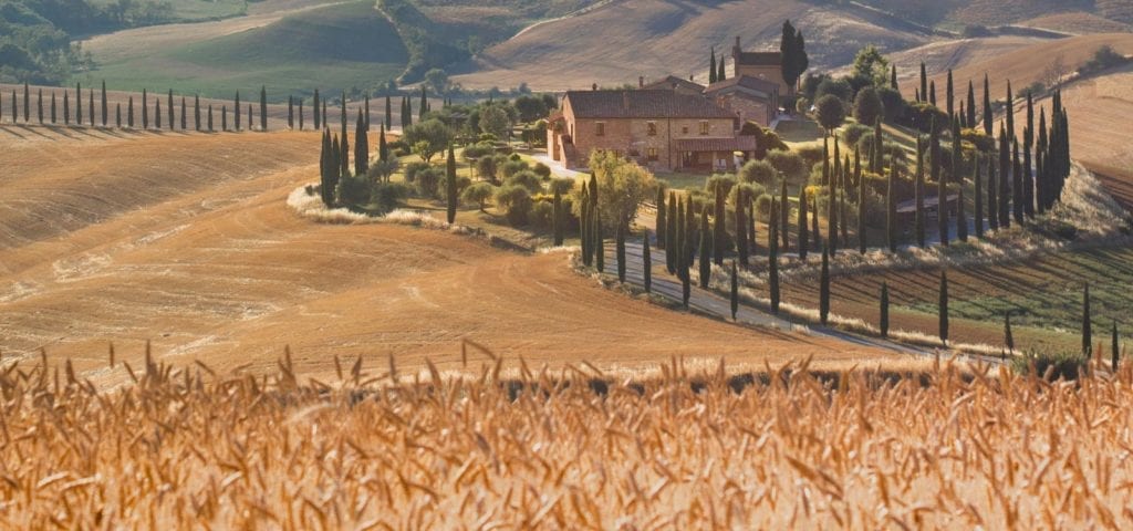 Italian Wheat Field