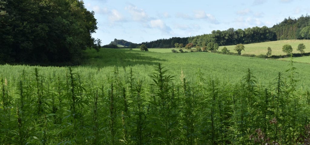 Hemp Farm