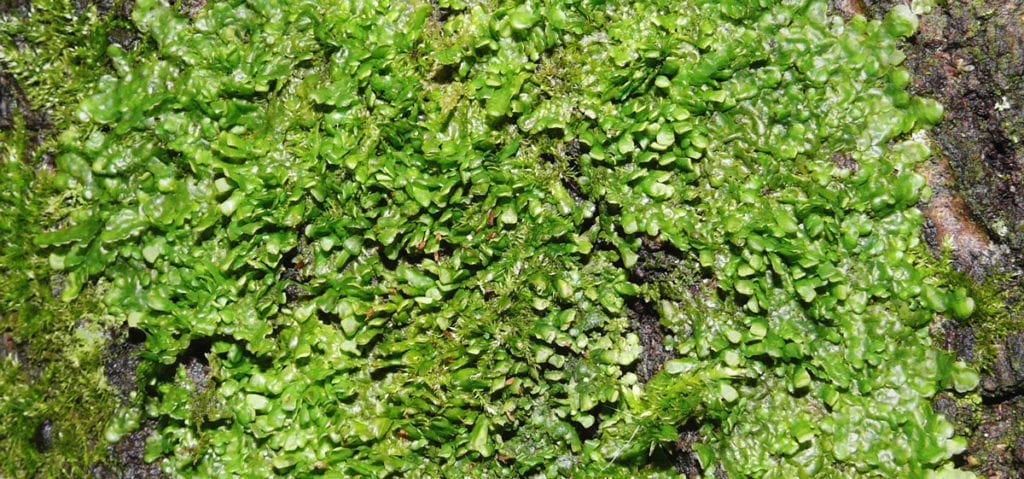 Radula, Liverwort