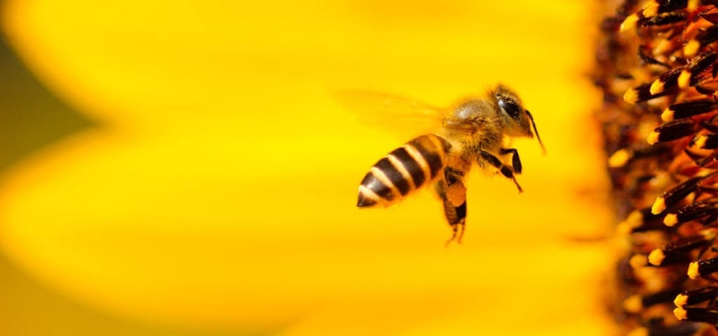 Bee