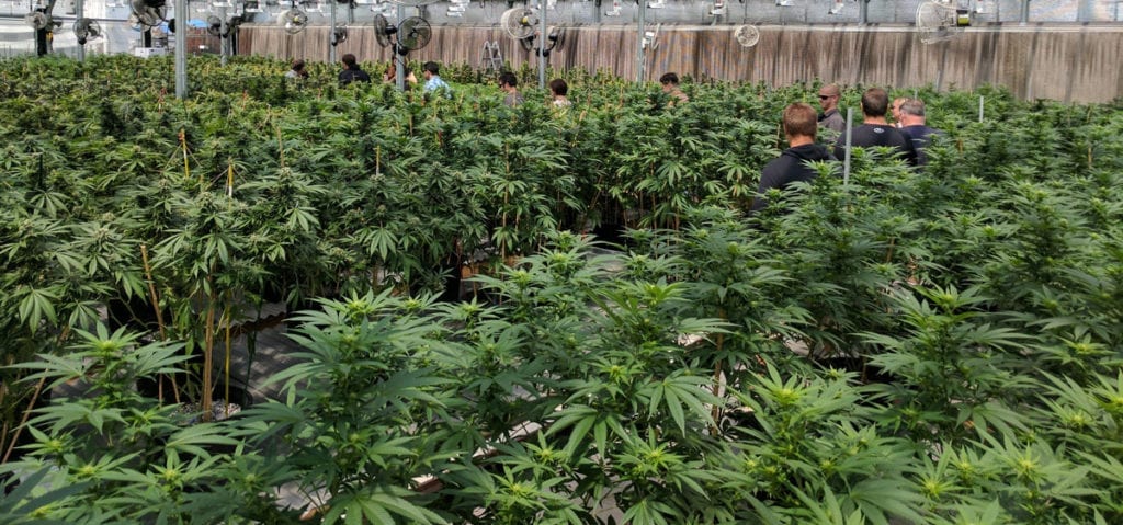 Cannabis Supply