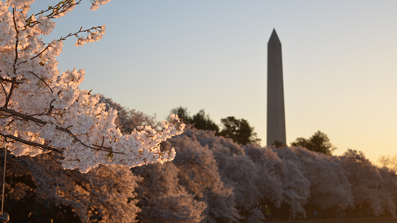 Washington DC cannabis legality