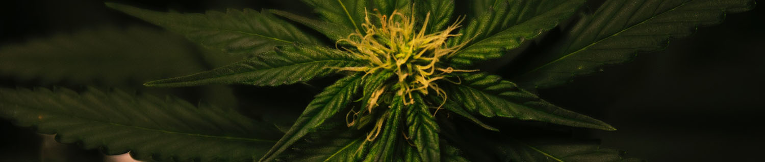 					Extraction Cannabis News