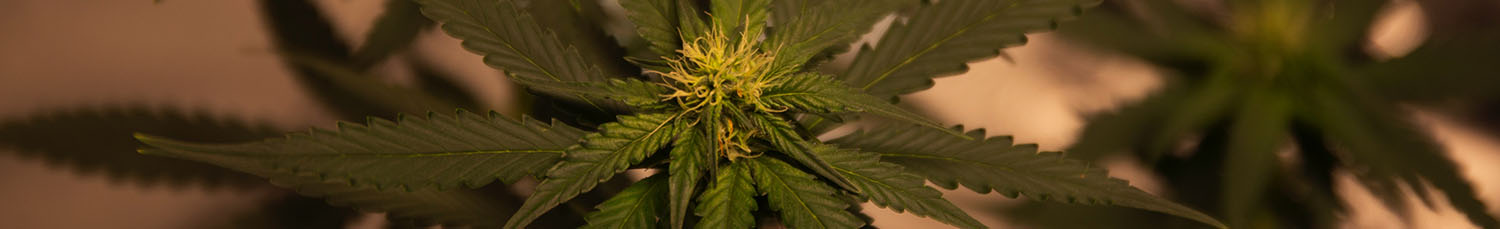 					Growing Cannabis Cannabis News