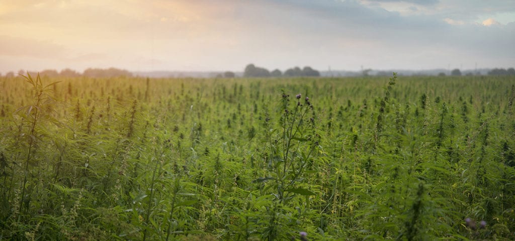 hemp industry