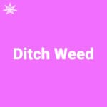 Ditch Weed
