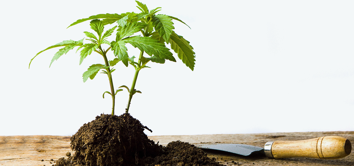 Washington Home Grow Proposal Stalls for Another Year Ganjapreneur