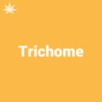 Trichome