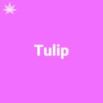 Tulip