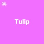 Tulip