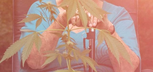 Study: Cannabis Use Among Older Adults Higher Than Ever