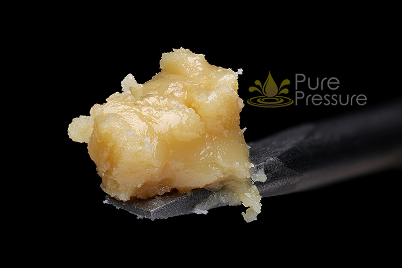 honey banana hash rosin sitting on tip of scraping tool